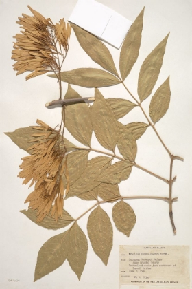 Picture of HERBARIUM 1