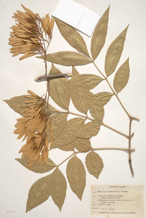 Picture of HERBARIUM 1