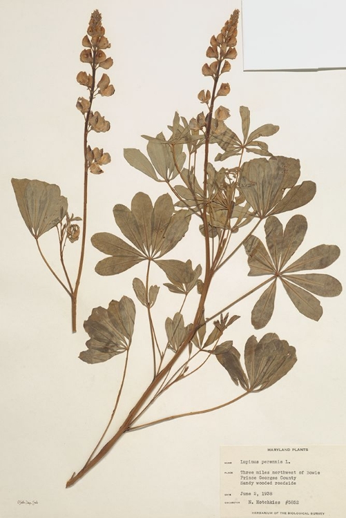 Picture of HERBARIUM 2