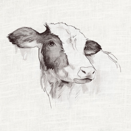 Picture of COW INK DRAWING
