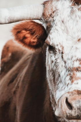Picture of RED AND WHITE BULL