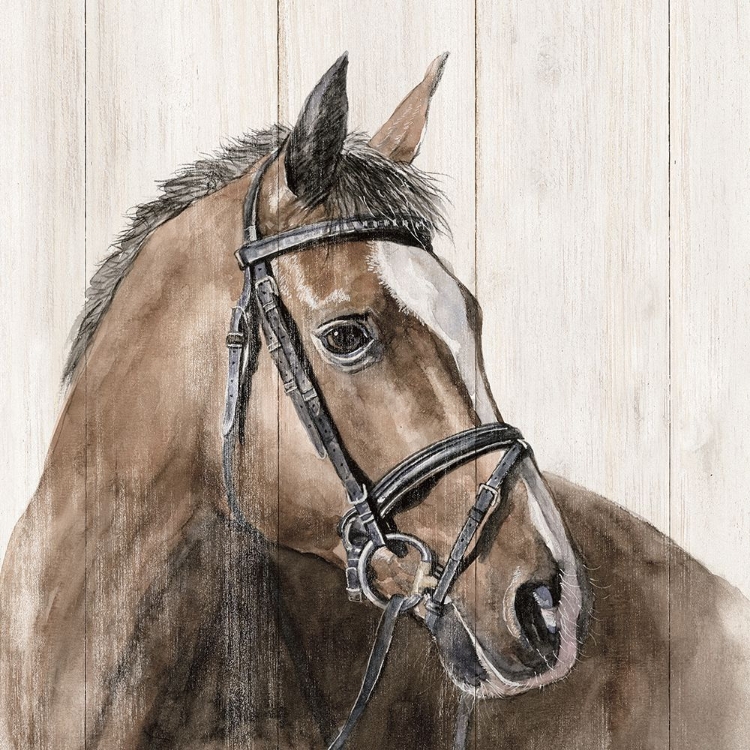 Picture of HORSE PORTRAIT