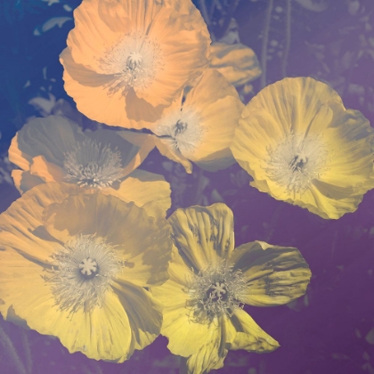 Picture of FLOWER HAZE I