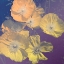Picture of FLOWER HAZE I