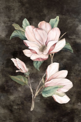 Picture of PINK MAGNOLIA II 
