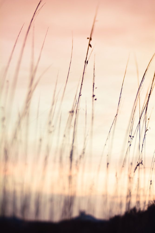 Picture of MORNING MEADOW 