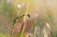 Picture of WATERDROP