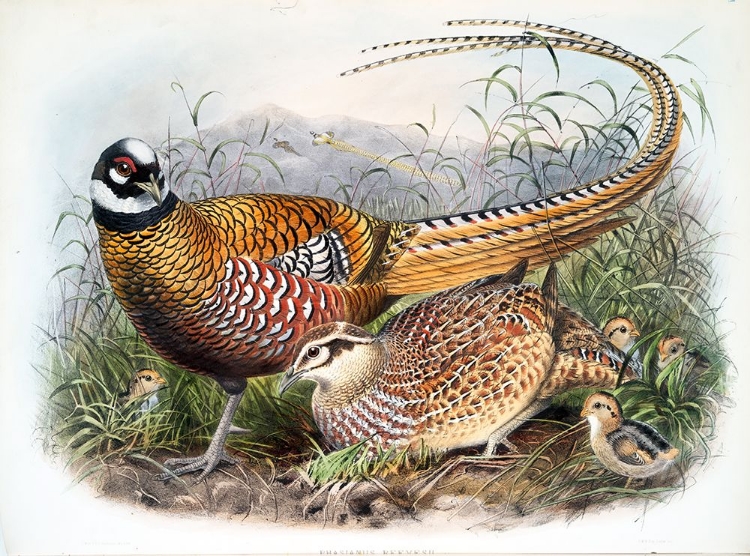 Picture of REEVES PHEASANTS