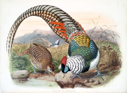 Picture of AMHERST PHEASANT