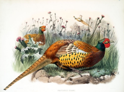 Picture of SHAWS PHEASANT