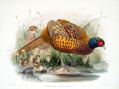 Picture of COLCHICUS PHEASANT