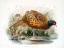 Picture of COLCHICUS PHEASANT