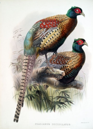 Picture of PHEASANT DECCOLLATUS