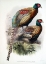 Picture of PHEASANT DECCOLLATUS