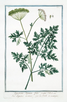 Picture of COW PARSLEY 1