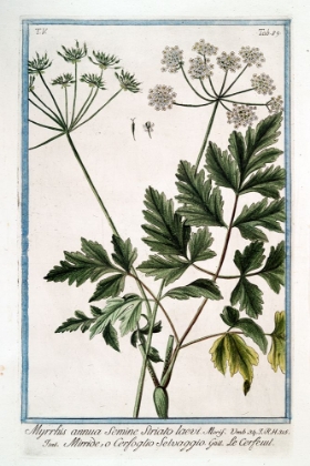 Picture of COW PARSLEY 4