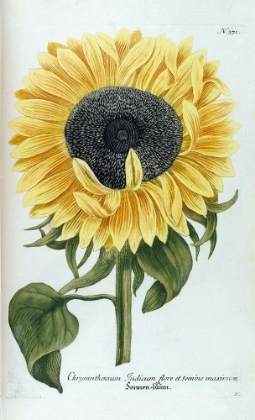 Picture of SUNFLOWER - CHRYSANTHEMUM