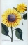 Picture of SUNFLOWER FLOR SOLIS MINI