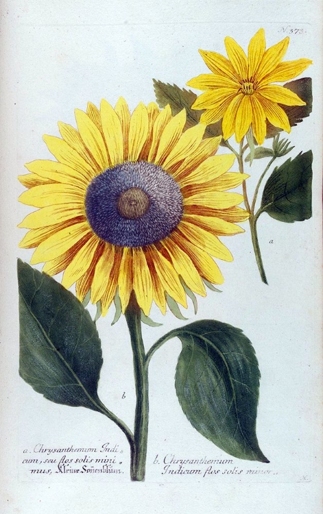 Picture of SUNFLOWER FLOR SOLIS MINI