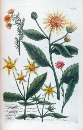 Picture of CHRYSANTHEMUM TUBEROSUM