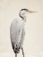 Picture of GREY HERON II