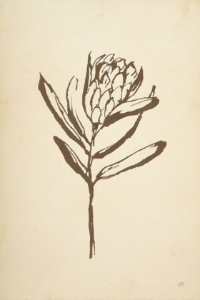 Picture of VINTAGE LINE PROTEA I