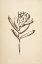 Picture of VINTAGE LINE PROTEA I