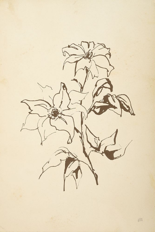 Picture of VINTAGE LINE CLEMATIS