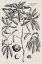 Picture of CUSTOM BLACK AND OATMEAL LINEN BOTANICAL V