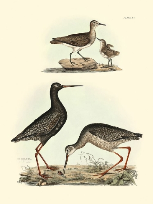 Picture of SELBY SANDPIPERS I