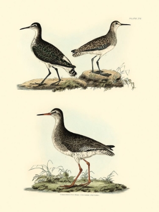 Picture of SELBY SANDPIPERS II