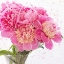 Picture of PEONIES