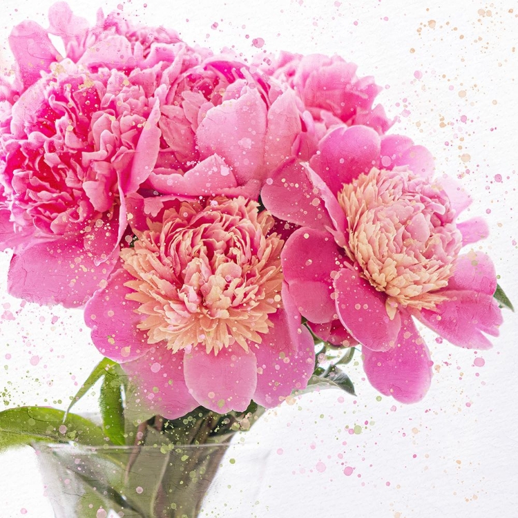 Picture of PEONIES