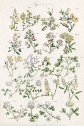 Picture of WILDFLOWER FIELD GUIDE