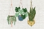 Picture of BURLAP HANGING PLANTS