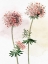 Picture of WATERCOLOR CROSSWORT
