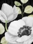 Picture of ANEMONE ON BLACK 2