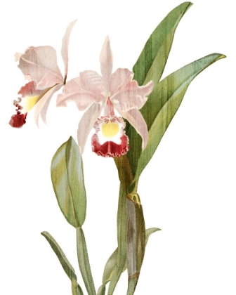 Picture of ORCHID LOVE 1