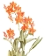 Picture of ORCHID LOVE 2