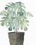 Picture of OLIVE POT 1