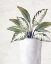 Picture of PLANT 2