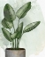 Picture of HOUSE PLANT 1
