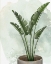 Picture of HOUSE PLANT 2
