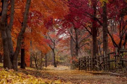 Picture of AUTUMN STROLL