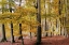 Picture of AUTUMN WALK