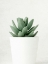 Picture of SUCCULENT PHOTO 1