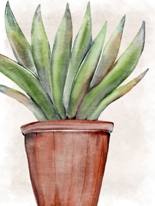 Picture of SUCCULENT PLANT 1