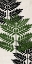 Picture of PRESSED FERNS PANEL 1