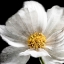 Picture of YELLOW CENTER