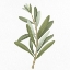 Picture of OLIVE BRANCH 2